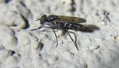 Ozodiceromyia