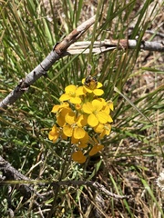 Erysimum capitatum
