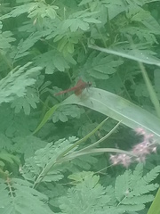 Erythrodiplax fervida