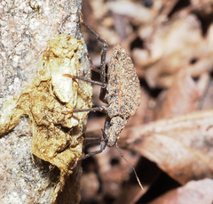 Triatoma