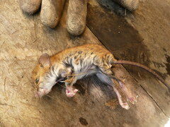 Muroidea