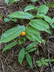Prosartes hookeri