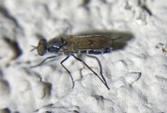Ozodiceromyia