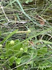 Parnassia glauca