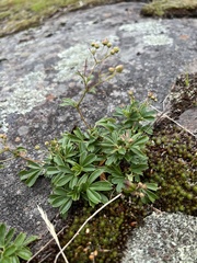 Sibbaldiopsis tridentata