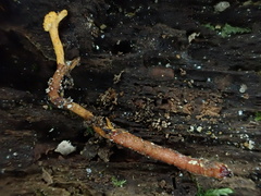 Ophiocordyceps variabilis