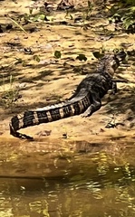 Alligator mississippiensis