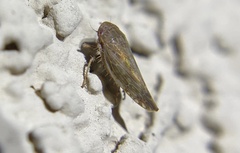 Acinopterus