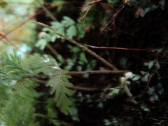 Hymenophyllum frankliniae