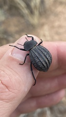 Philolithus sordidus