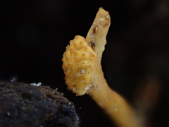Ophiocordyceps variabilis