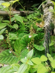 Gloxinia erinoides