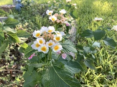 Lantana × strigocamara