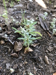 Gnaphalium uliginosum