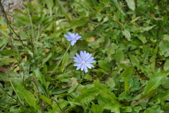 Cichorium