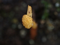 Ophiocordyceps variabilis