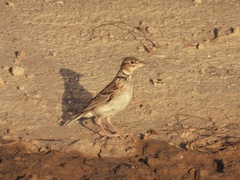 Melanocorypha calandra