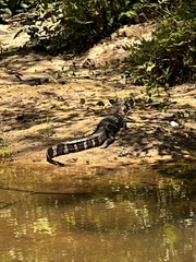 Alligator mississippiensis