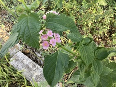 Lantana × strigocamara