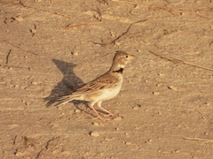 Melanocorypha calandra