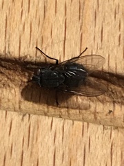 Calliphora