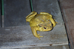 Bufo spinosus