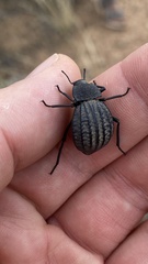 Philolithus sordidus