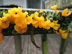 Dacrymyces spathularia