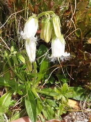 Campanula barbata