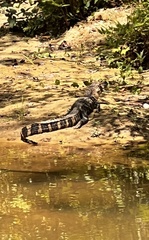 Alligator mississippiensis