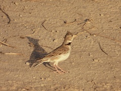 Melanocorypha calandra