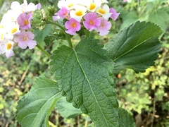 Lantana × strigocamara