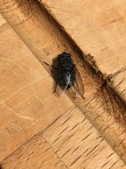 Calliphora