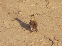 Melanocorypha calandra