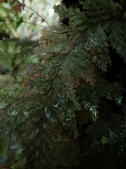 Hymenophyllum frankliniae