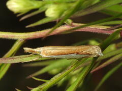 Crambus watsonellus
