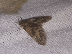 Elophila obliteralis