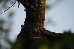 Certhia brachydactyla