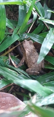 Rhinella