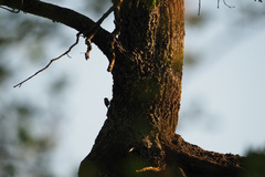 Certhia brachydactyla