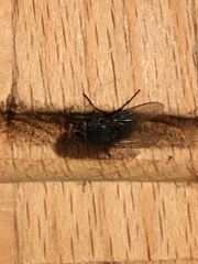 Calliphora