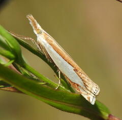 Crambus watsonellus