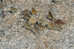 Polyommatus