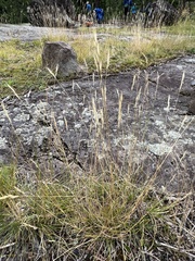 Poaceae