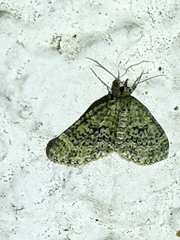 Acasis viretata