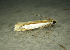 Crambus watsonellus