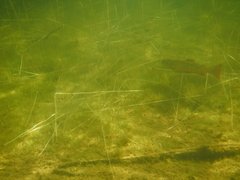 Salvelinus fontinalis