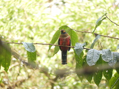 Trogon personatus