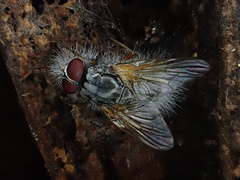 Entomophthora muscae