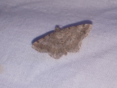 Digrammia ocellinata